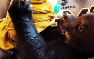 Three new cubs at Oswald’s Bear Ranch