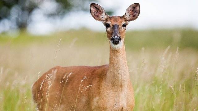 2022 deer hunting season recap