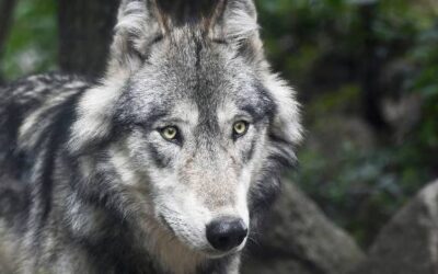 Fighting for a wolf hunt