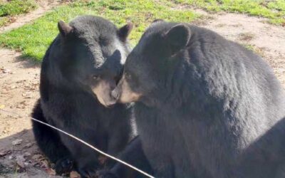 USDA files complaint against Oswald’s Bear Ranch