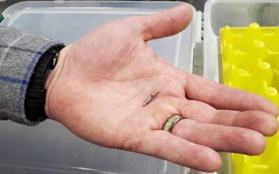 Northern Wings: Giving wings to the local economy