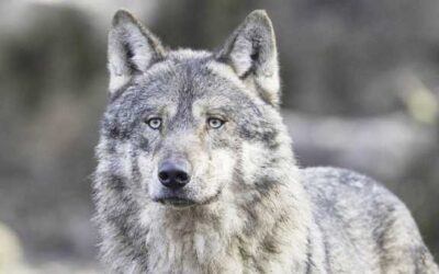 Relisted: Gray wolf protected again