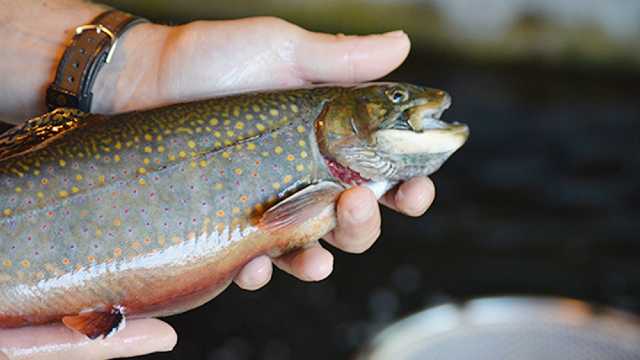 Pine Stump hosting trout fishing contest