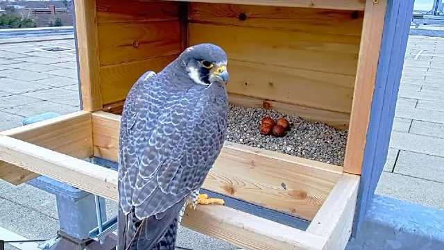 Success of falcon nesting box earns attention