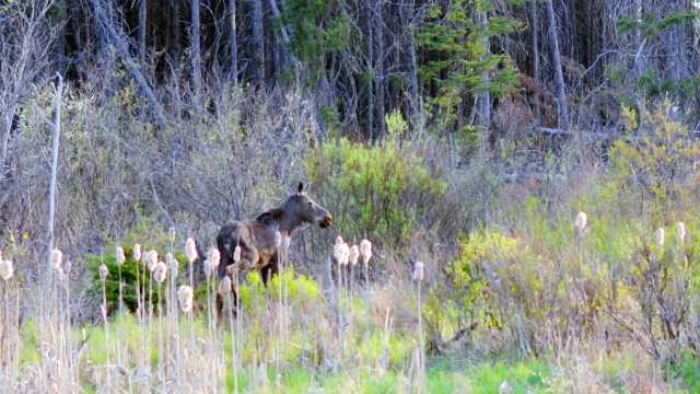 DNR cautions UP motorists to be on the lookout for moose