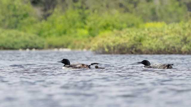 Oldest loon Fe hatches 40th chick
