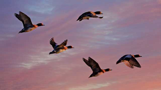 Waterfowl hunters: Expect fall surge in avian influenza