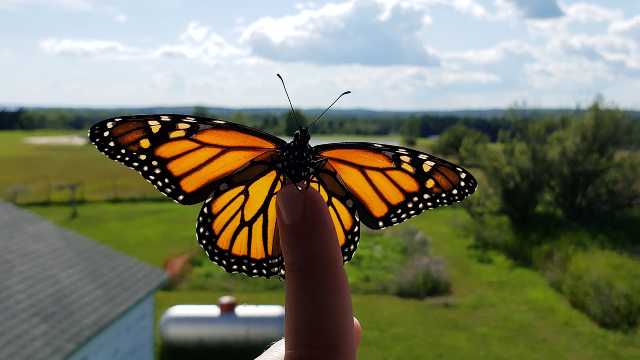 Where have all the monarchs gone