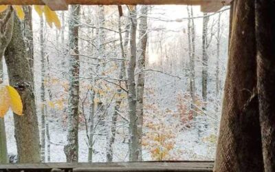 Deer Harvest Summary shows whitetail harvest