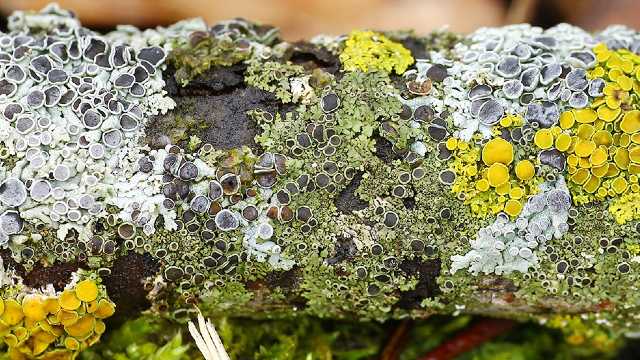 Likin’ lichens