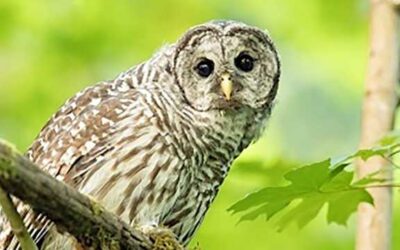 Enchanting owls: Your guide to Michigan’s winter birds