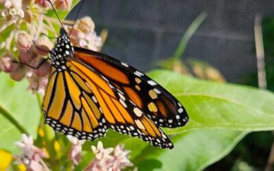 Help create Monarch waystations across  Michigan