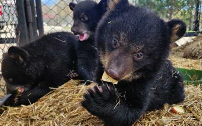 Meet the new cubs at Oswald’s Bear Ranch
