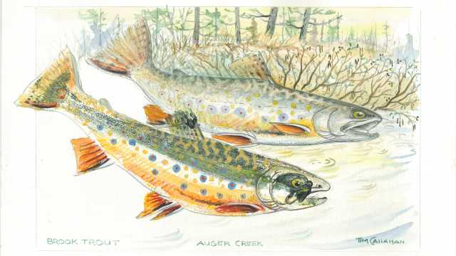 Night dreams and daydreams of trout streams