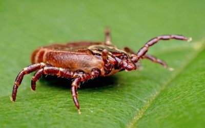 Michigan residents urged to take precautions against tick-borne diseases