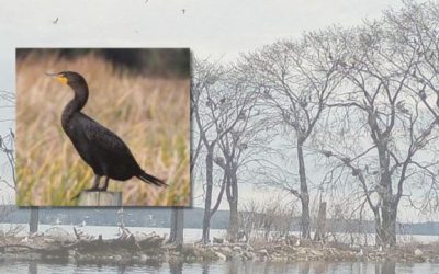 Hundreds of cormorants killed in Big Lake reduction effort
