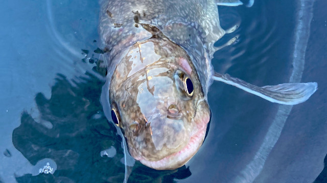 Researchers discover 62-year-old lake trout in Lake Superior