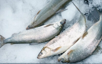 Great Lakes whitefish crisis: A looming extinction