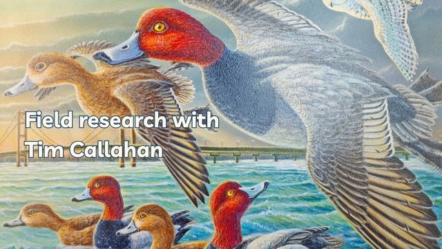 The great migration of diver ducks