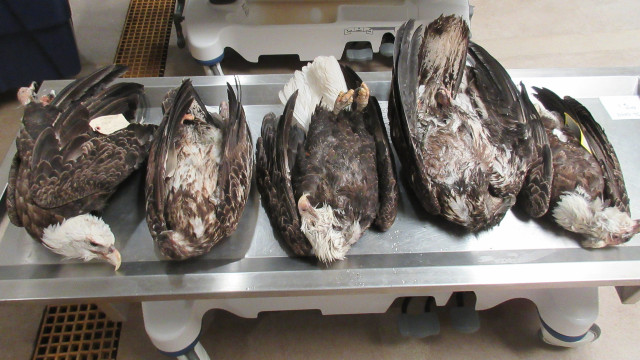 DNR seeks public’s help in eagle death investigation
