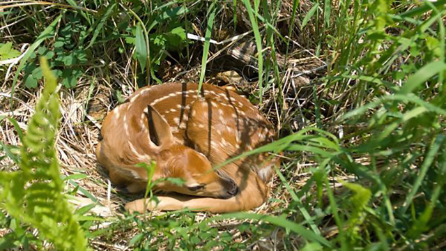 Spring wildlife tips: Keeping baby animals safe