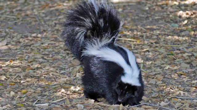 Residents warned about animal bites and rabies risks