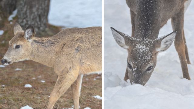 DNR monitors harsh winter impacts on Upper Peninsula deer