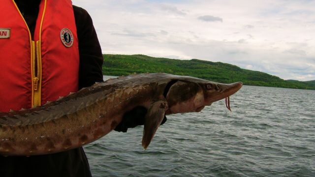New study finds lake sturgeon may live up to 427 years
