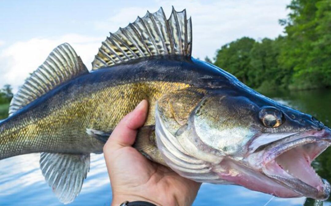 Michigan walleye populations will face fall surveys