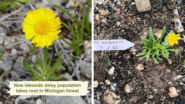 Threatened lakeside daisy population expands in Michigan forest
